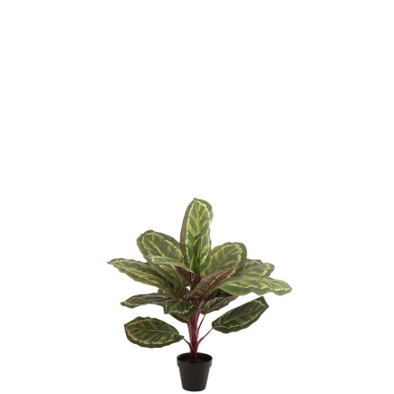 Peacock en pot en plastique vert 26x15x67 cm
