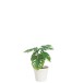 Filodendro artificial en maceta blanca de plástico verde de 12.5x12.5x27.5 cm Filodendro artificial en maceta blanca de plástico verde de 12.5x12.5x27.5 cm